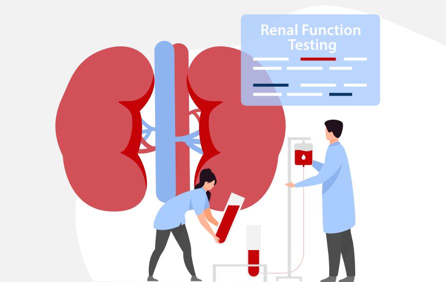 Doctors testing kidneys